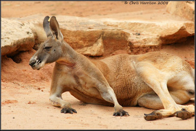 Red KangarooMacropus rufusSan Antonio Zoo