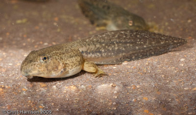 Lithobates berlandieriRio Grande Leopard Frogtadpole