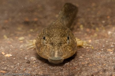 Lithobates berlandieriRio Grande Leopard Frogtadpole