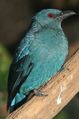 Asian Fairy-Bluebirdfemale