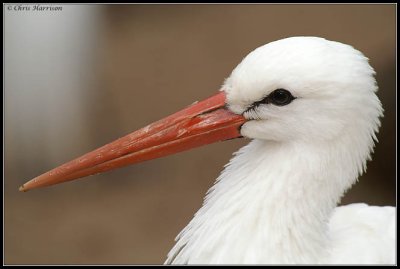 White Stork