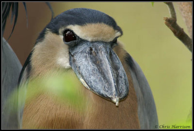 Boat-billed Heron