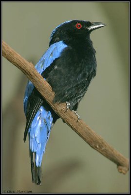 Asian Fairy-Bluebirdmale