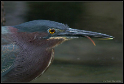 Green Heron