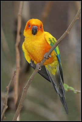 Sun Conure