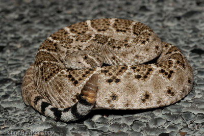 Crotalus atrox 