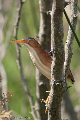 Least Bittern