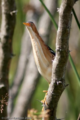 Least Bittern