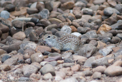 Rio Grande Ground-SquirrelIctidomys parvidens