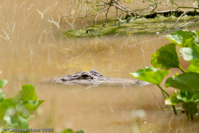 Alligator mississippiensisAmerican Alligator