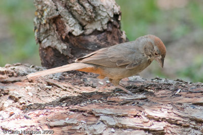 Canyon Towhee<br>South Llano River State Park