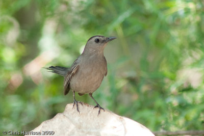 Gray Catbird