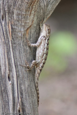 Sceloporus olivaceusTexas Spiny Lizard