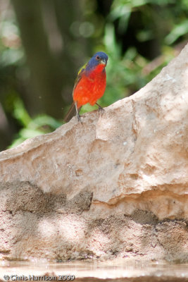 Painted Bunting