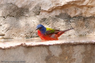 Painted Bunting
