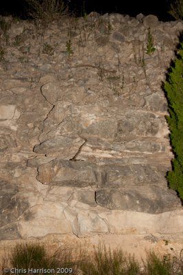 Crotalus atrox