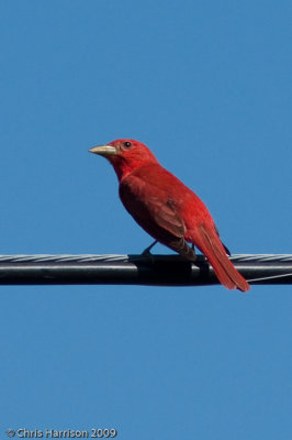 Summer Tanager