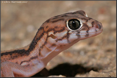 Eyelid Geckos
