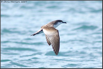 Buller's Shearwater