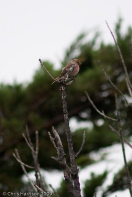 Common RedpollStewart Island, NZ