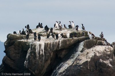 Stewart Island (Bronze) Shags