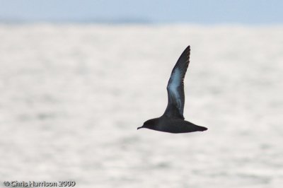 Sooty Shearwater