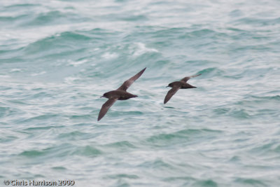 Sooty Shearwater