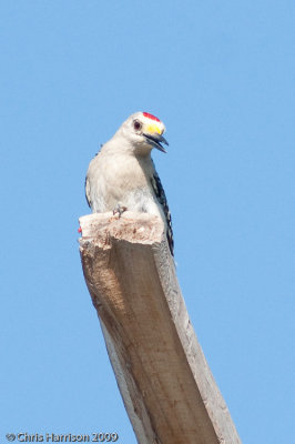Golden-fronted Woodpecker