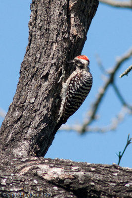 Ladder-backed Woodpecker