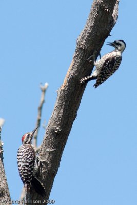 Ladder-backed Woodpeckermale and female