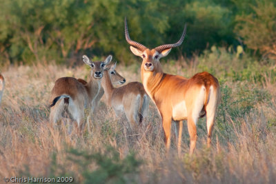 Antelope and Relatives
