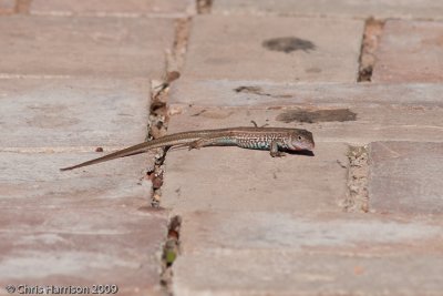 Aspidoscelis gularisTexas Spotted Whiptail