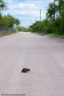 Gopherus berlandieriTexas Tortoise