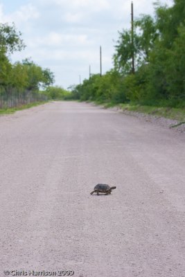 Gopherus berlandieriTexas Tortoise