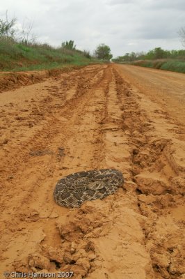 Crotalus atrox