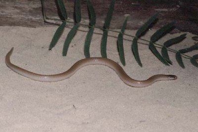 Tantilla cf atricepsDuval Co, TX