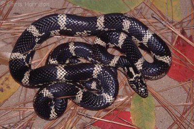 Lampropeltis getulaEastern Kingsnake