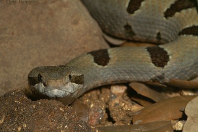Crotalus morulusZoo specimen