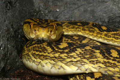 Trimeresurus flavoviridis