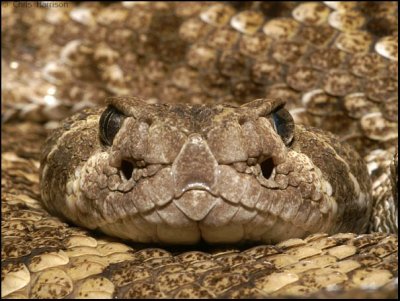 Crotalus atrox