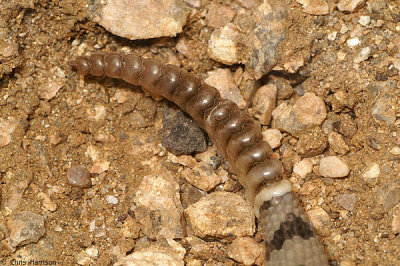 Crotalus scutulatus salviniHuamantlan Rattlesnake