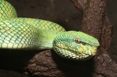 Tropidolaemus wagleri 