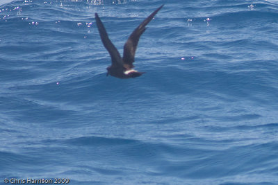 Leachs Storm Petrel