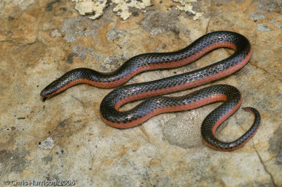 Carphophis amoeneusWestern Wormsnake