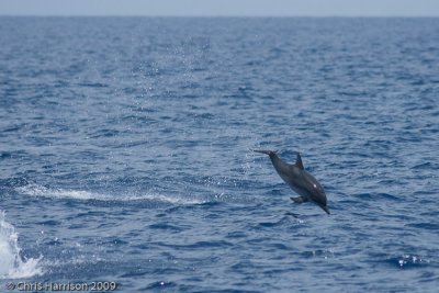 Atlantic Spotted DolphinStenella frontalis