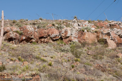 Lampropeltis alterna habitat