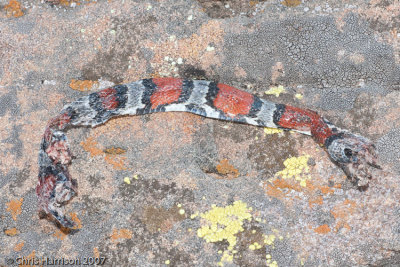 Lampropeltis alternaGray-banded Kingsnake