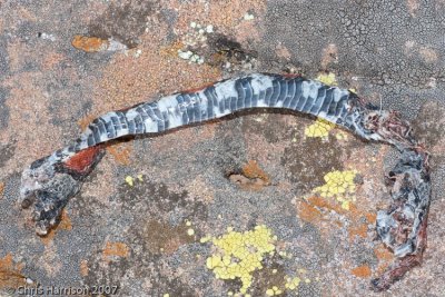Lampropeltis alternaGray-banded Kingsnake