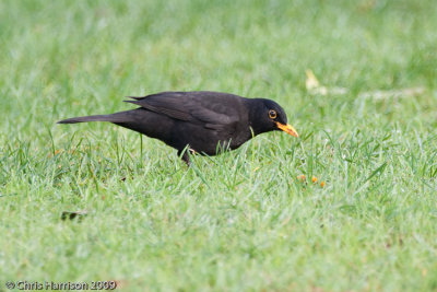 Eurasian Blackbird