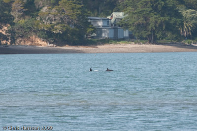 Killer WhaleOrcinus orca